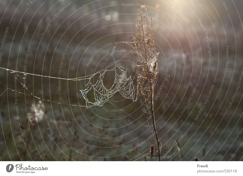 On the net Nature Drops of water Sun Autumn Plant Wild plant Meadow Net Esthetic Spider's web Dew Delicate Flare Colour photo Exterior shot Morning Light