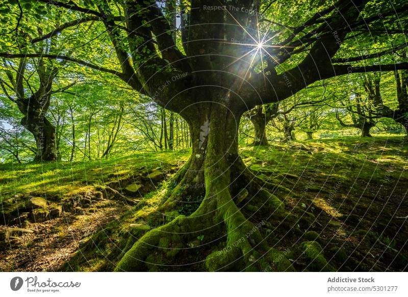 Mossy tree roots in forest with green vegetation moss plant nature vegetate environment old landscape growth scenic trunk ecology botany woodland bark woods