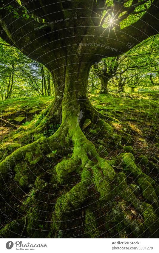 Mossy tree roots in forest with green vegetation moss plant nature vegetate environment old landscape growth scenic trunk ecology botany woodland bark woods