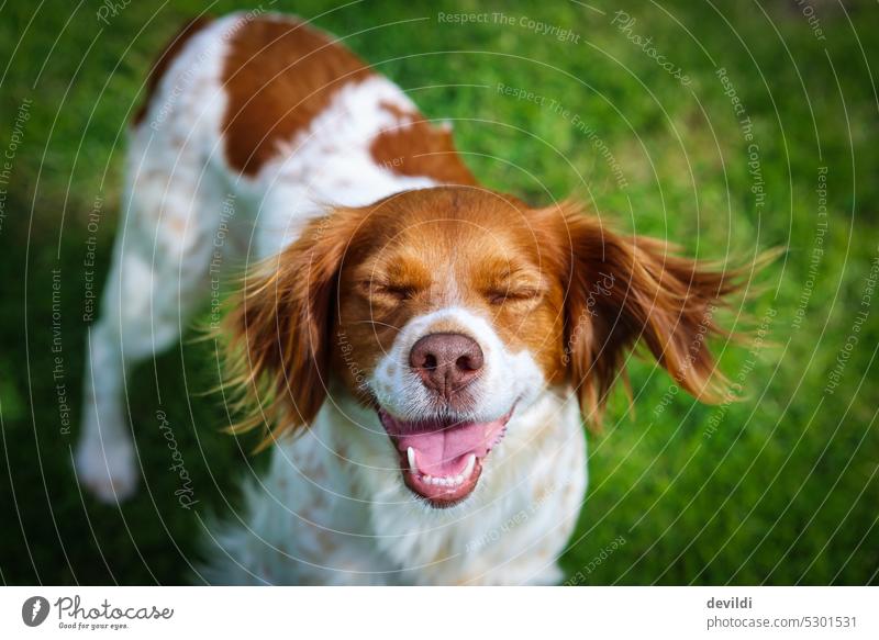 keep smiling and feel good.. smiling dog Dog Puppydog eyes Dog's head bretone Dog's snout Animal face Animal portrait Cute Watchdog Love of animals Nose
