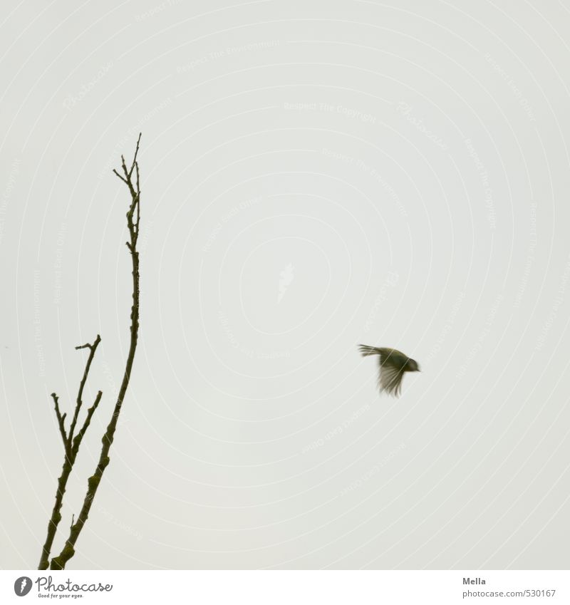 Fly! Environment Nature Air Plant Tree Branch Animal Wild animal Bird Tit mouse 1 Movement Flying Small Natural Gloomy Gray Freedom Dreary Individual