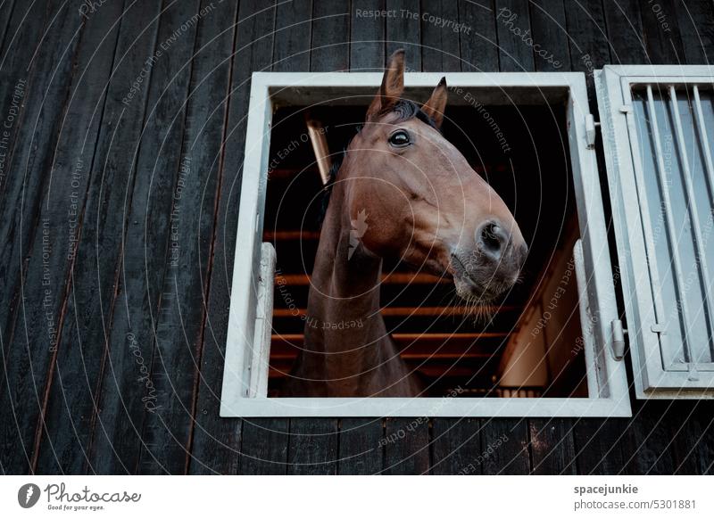 You are the best horse in the stable! Horse Barn Stable Equestrian sports Hatch Window look Look out country Agriculture pretty Beauty & Beauty Elegant Arrogant