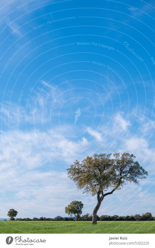 a tree with a twisted trunk in the middle of a green meadow, on a day with a blue sky and small clouds, copy space grass landscape nature crooked trunk curbed