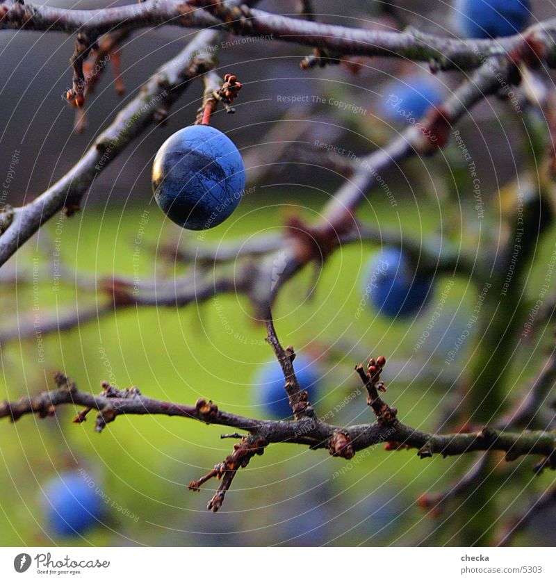 schlep Green Bushes sloes Nature Blue Twig Fruit