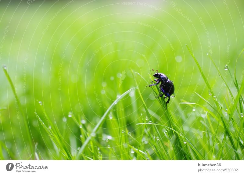 cul-de-sac Animal Beetle Insect dung beetle 1 Crawl Walking Natural Round Blue Green Joie de vivre (Vitality) Spring fever Optimism Curiosity Ease Nature