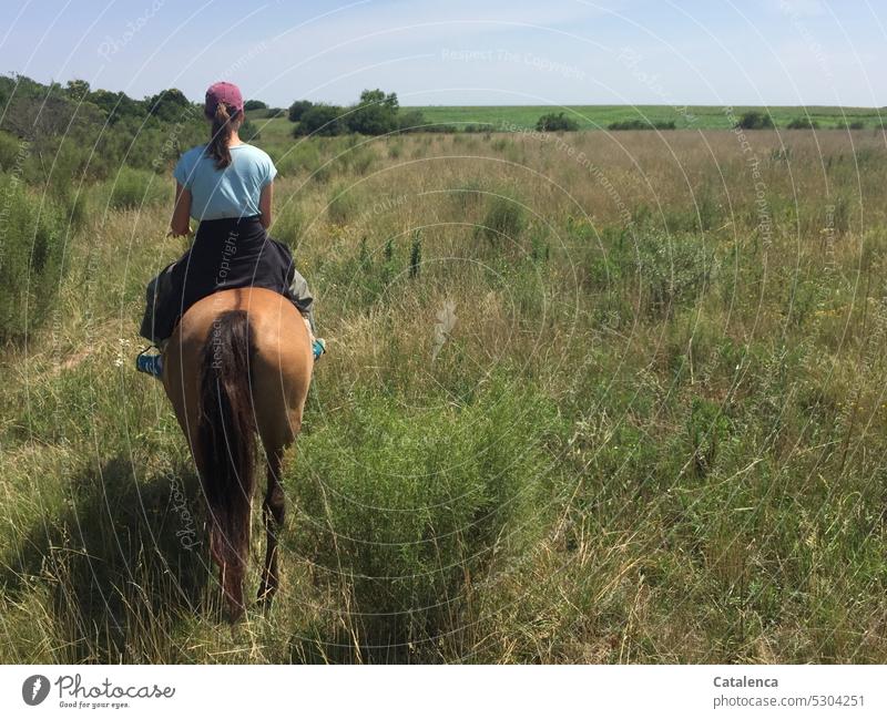 Rider and horse on green steppe Landscape Day naturally Animal Farm animal Horse prairie grasslands Grass persons Summer Plant Environment Sky Horizon Blue