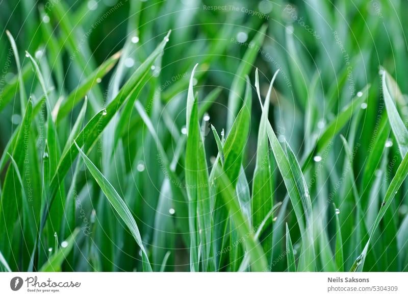 Green grass with dew drops close-up. Natural background. agriculture bright closeup cultivated environment field flora fresh garden green grow growth healthy