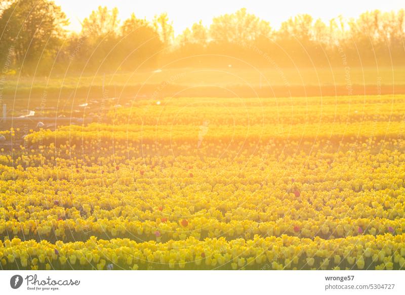 Golden sunlight over tulip field Tulip field tulips Flower Spring Tulip blossom Blossoming Colour photo Spring fever Sunlight Evening sun evening mood Sunset