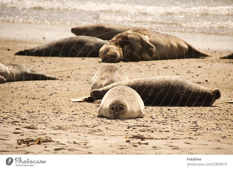 Group cuddling! Together, the grey seals lounge around on the beach of Helgoland's dune and bathe in the sun. Gray seal Animal Wild animal coast Beach Seals