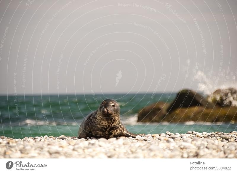 A grey seal lies on the stones at the Ade on Helgoland's dune and bathes in the sun. The North Sea is cool and the waves crash against offshore rocks. Gray seal