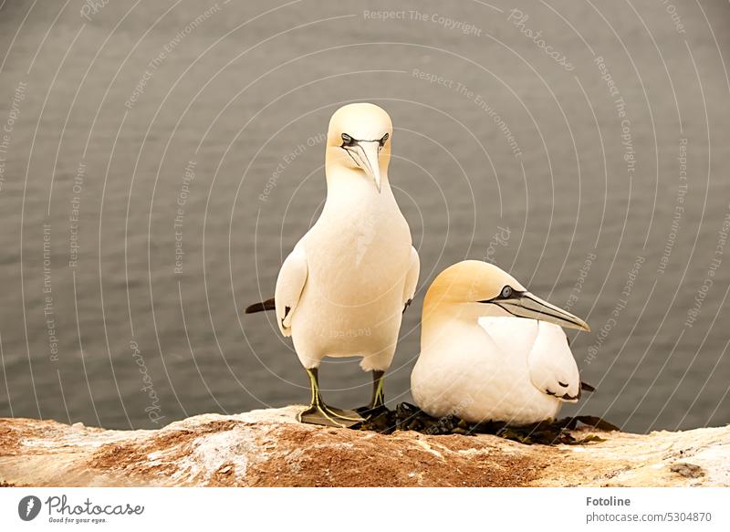 The gannet couple. She sits relaxed on the nest, he stands next to it and makes sure that everything is fancy for his sweetheart. Northern gannet Bird
