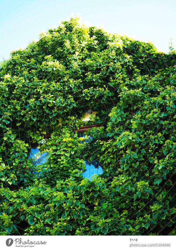 Das grüne Haus – leestehendes von Efeu überwuchertes Wohnhaus mit zugewachsenen Fenstern leer leerstehend berankt überwachsen Ranke Ranken Efeuranken