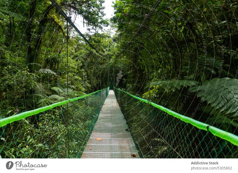 Suspension bridge in green forest suspension nature tree woods environment empty woodland landscape plant scenic tranquil costa rica picturesque construction