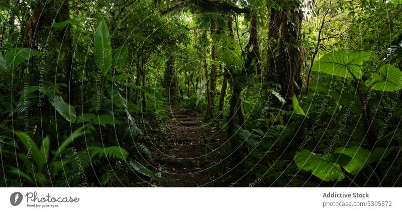 Narrow path in tropical forest exotic green plant nature narrow jungle tree flora foliage environment costa rica rainforest growth wild botany lush vegetate