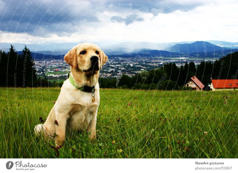 dog Dog Federal State of Kärnten Klagenfurt am Wörthersee Animal Meadow Clouds Paw Beige Grass House (Residential Structure) Neckband Nature Landscape Sit
