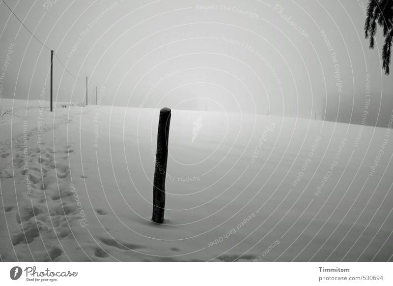 Orientation in the snow. Environment Nature Landscape Sky Winter Bad weather Fog Tree Meadow Forest Lanes & trails Observe Esthetic Dark Gray Black White