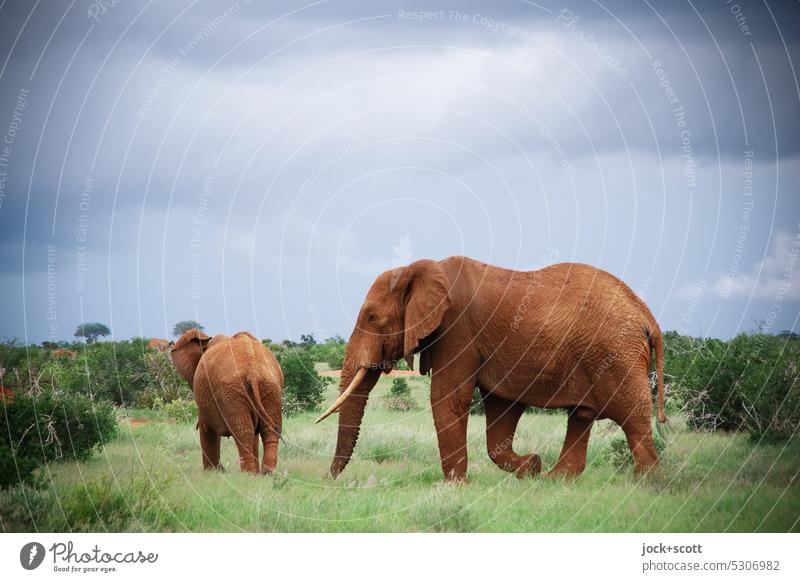 Big Elephant In The Savannah Of Africa Stock Photo, Picture and