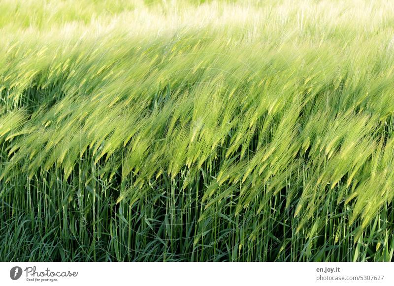 Wind in barley field Barley Grain Barleyfield Green hazy blurriness motion blur Agriculture Grain field Cornfield Agricultural crop Ear of corn Growth Food