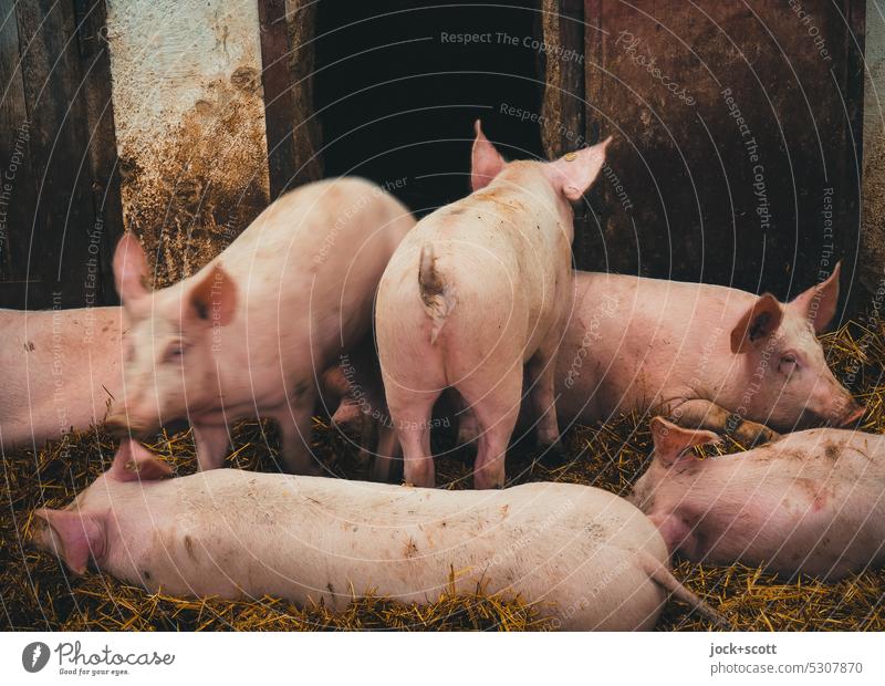 a pig among pigs in pigsty Animal Pigs Farm animal Barn Cattle breeding Pigsty Swinishness Bedding animal bedding Animal portrait Mammal Agriculture Dirty Swine