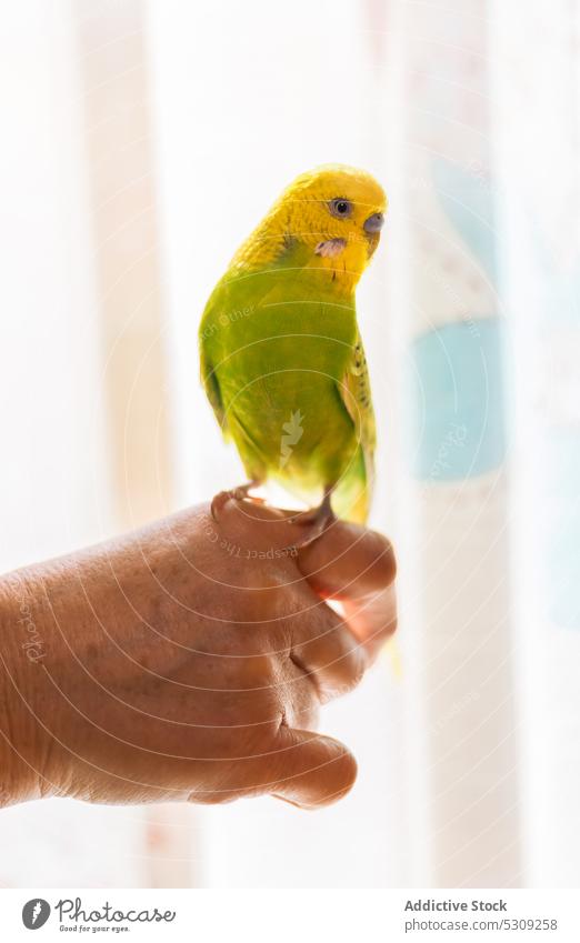 Crop person with colorful Budgerigar parrot hand curtain domestic budgerigar room home bright apartment yellow delicate bird small interior minimal simple light