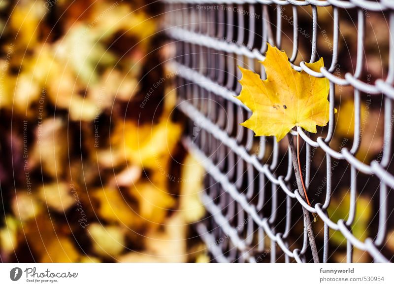 leaf at wire Nature Plant Earth Autumn Leaf Maple tree Garden Wire netting fence Metal Faded Old Sharp-edged Tall Gloomy Under Yellow Loneliness Death Grief