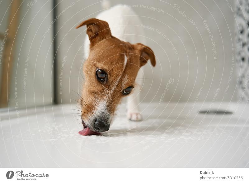 Dog in shower stall. Washing pet in bathroom dog lifestyle jack russell purebred wet funny clean washing shampoo bathtub puppy animal portrait water home beauty