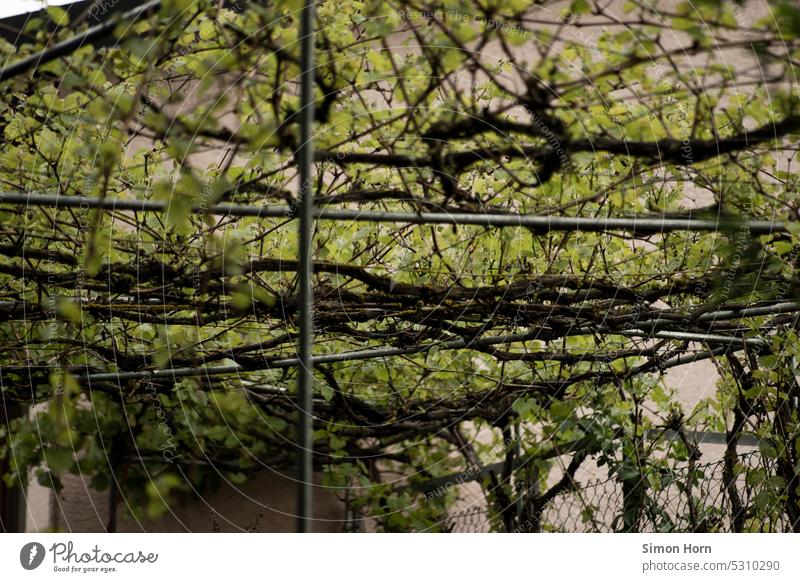 Canopy of leaves over a terrace Terrace Leaf canopy Beer garden sun protection Gastronomy Shadow Overgrown green Protection naturally outside gastronomy Garden