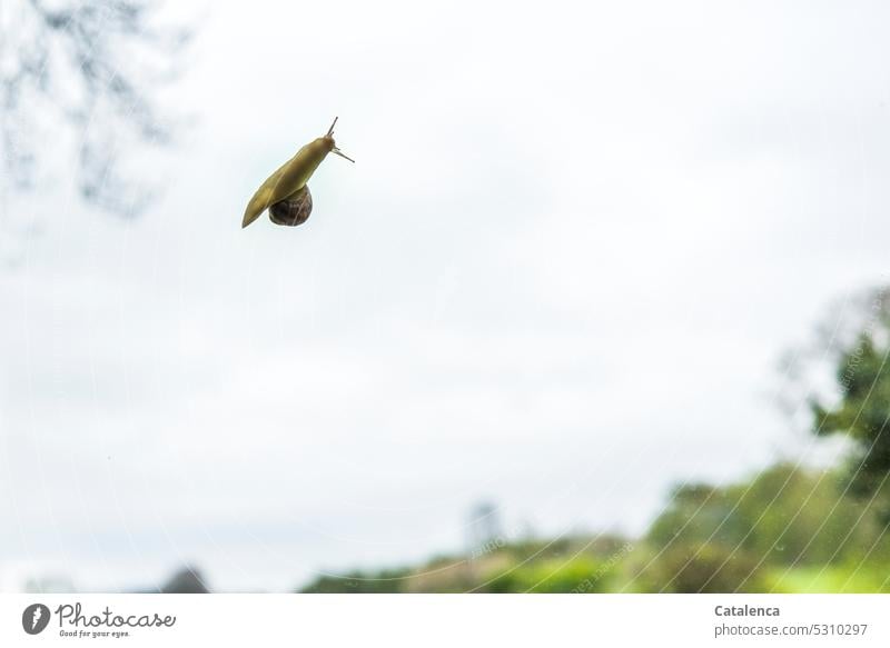 A snail that wants to go high fauna Animal Crumpet Snail shell Feeler Slowly Slimy Mucus Vineyard snail Mollusk Speed creep Window pane Garden Sky Clouds Green