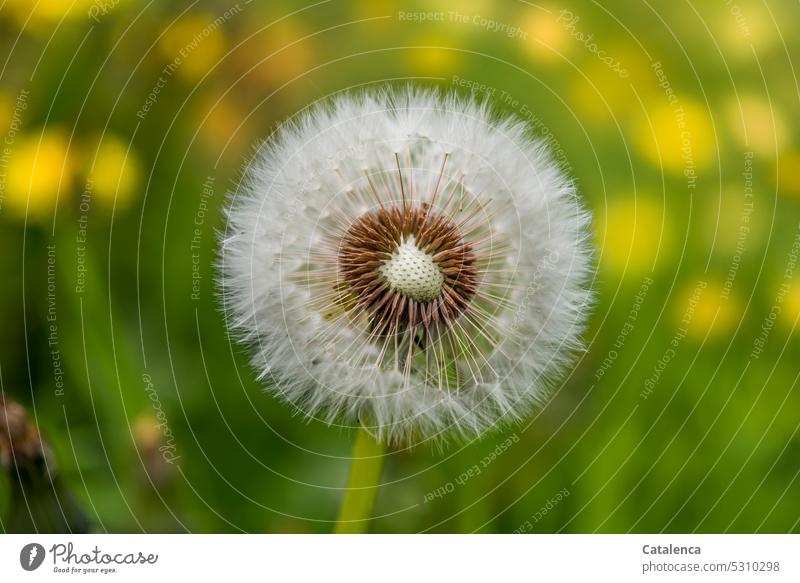 dandelion flora Plant Flower Garden Blossom blossom Grass Meadow Day daylight fade Dandelion Green Yellow Sámen