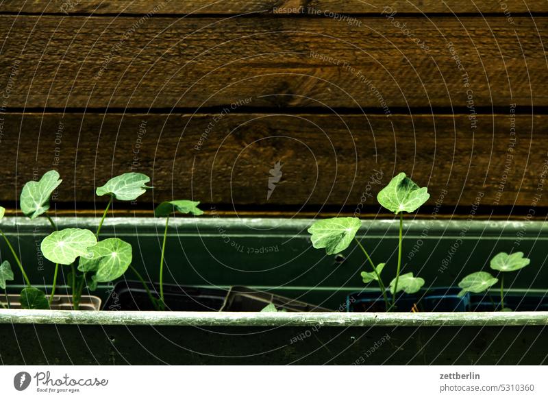 cress blossom Blossom Twilight Relaxation awakening spring Spring spring awakening Garden allotment Garden allotments bud Deserted Nature Plant tranquillity