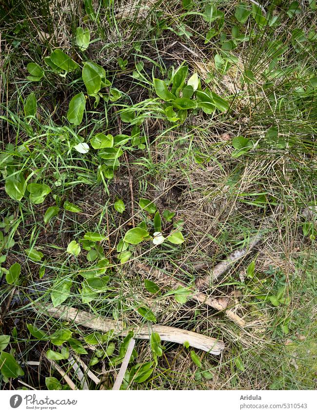 Marsh calla blooms in green bog landscape dragonwort Snakeweed Swamp calla Calla Calla palustris Bog Nature Flower Plant Blossom White pretty Spring