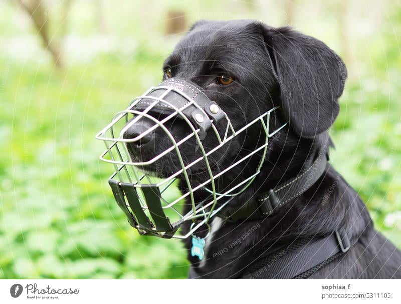 Black dog with muzzle, dangerous Labrador Muzzle Dog Dangerous aggressively Trenchant Safety Protection peril Wire muzzle Metal esteem Caution Poison bait Warn