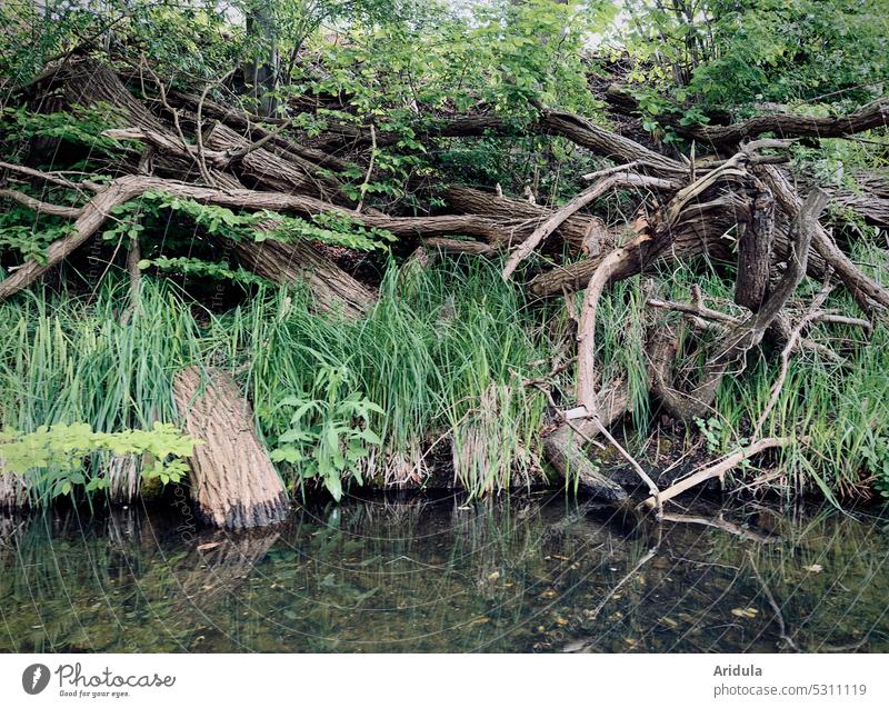 Many fallen trees on the lake shore Lake bank Lakeside Spring Summer Water Tree Green Surface of water Reflection Peaceful Forest tranquillity Nature Idyll Calm