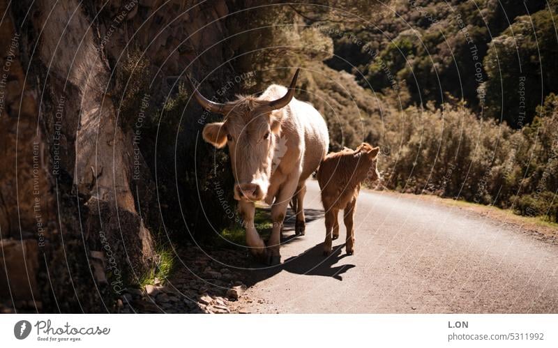 Madeira Island Portugal Hiking Nature Tourism Europe Portuguese destination vacation Landscape Vacation & Travel Outdoors voyage cows Willow tree animals Street