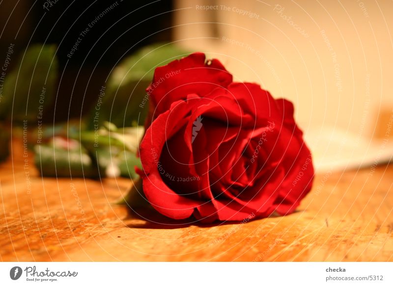 rose Leisure and hobbies Joie de vivre (Vitality) Beautiful Desire Rose Red Love Flower Blossom Blossoming Colour photo Interior shot Valentine's Day
