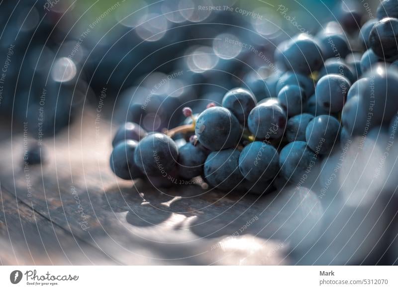 Macro view of blue grapes on wine barrel with blurry background fruit vineyard viticulture alcohol agriculture cabernet franc wood backgrounds drink branch