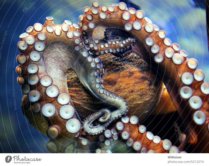 An octopus clings to the glass of its aquarium and looks like it wants to play hide and seek Octopus Mollusk Squid Suction cups Aquarium Animal Marine animal