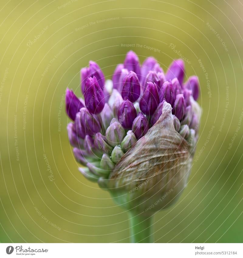 Allium flower just before departure allium bud awakening ornamental garlic Amaryllis plant Spring blossom wax leek plant Blossom Plant Flower Deserted Close-up