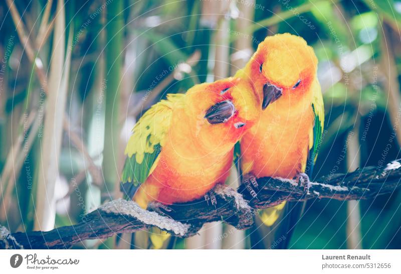 Close-up of sun parakeets couple or sun conures hugging each other Real photography animal avian bird confidence cuddle exotic fauna friendship love natural