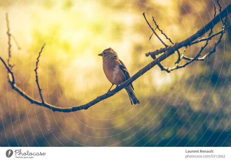 Sparrow bird perched on tree branch. Real photography animal fauna garden golden nature peaceful quiet real photography small sparrow wild wildlife