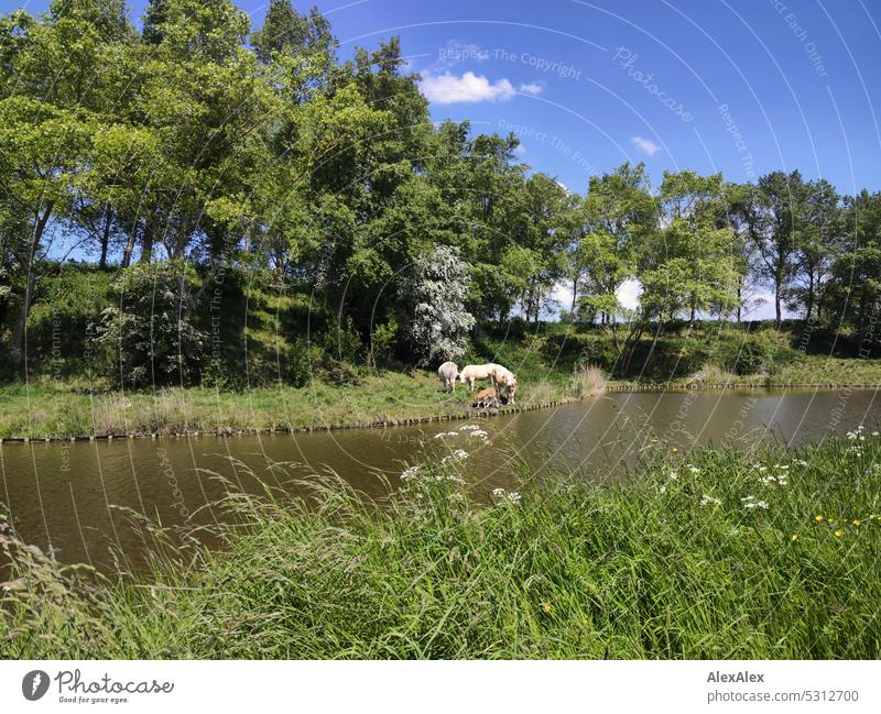 Three white cows and a light brown calf grazing under trees on the opposite side of a canal Calf Cow Cattle cattle Cattle cows Landscape graze To feed Animal