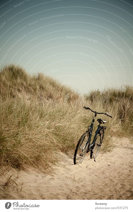 turned off Nature Landscape Plant Earth Cloudless sky Summer Grass Bushes North Sea dunes Beach dune Marram grass Lanes & trails Bicycle Sand Warm-heartedness