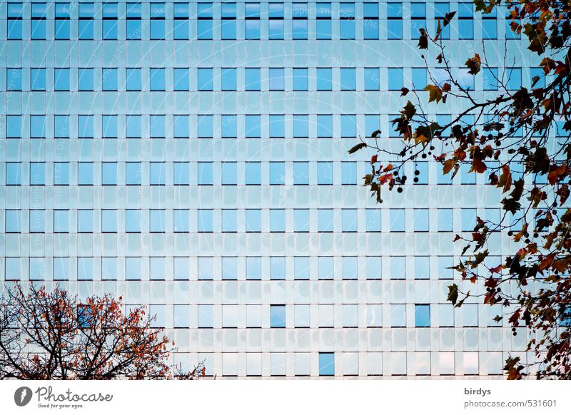 complex Autumn Tree Branch High-rise Bank building Facade Window Esthetic Glittering Large Tall Blue Brown Modern Town Office building Many Row Equal