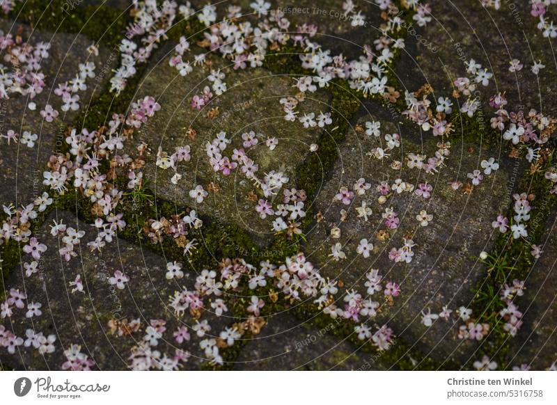 Many small delicate flowers lie on the paving stones blossoms fallen flowers delicate blossoms Ilex flowers Spring Nature Delicate White Pink naturally