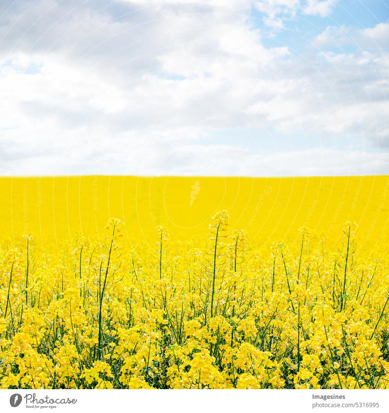 Rape field in spring. Blue cloudy sky, sunny spring background. Field with yellow flowers. square image Canola field Spring Clouds Sky Yellow agricultural field