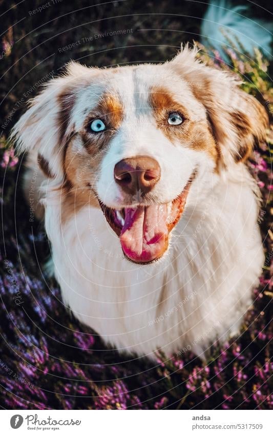 Animal portrait of a happy Australian Shepherd on the heath a