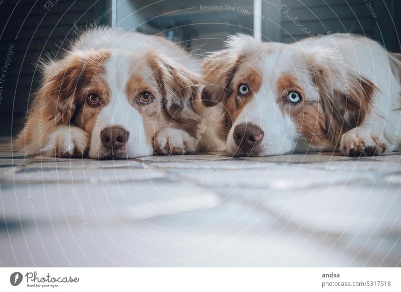 Animal portrait of two Australian Shepherds dogs Dog blue eyes red merle Pet Colour photo Purebred dog Blue Looking Curiosity Cute Love of animals Observe