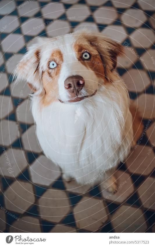 Blue eyed merle australian 2024 shepherd