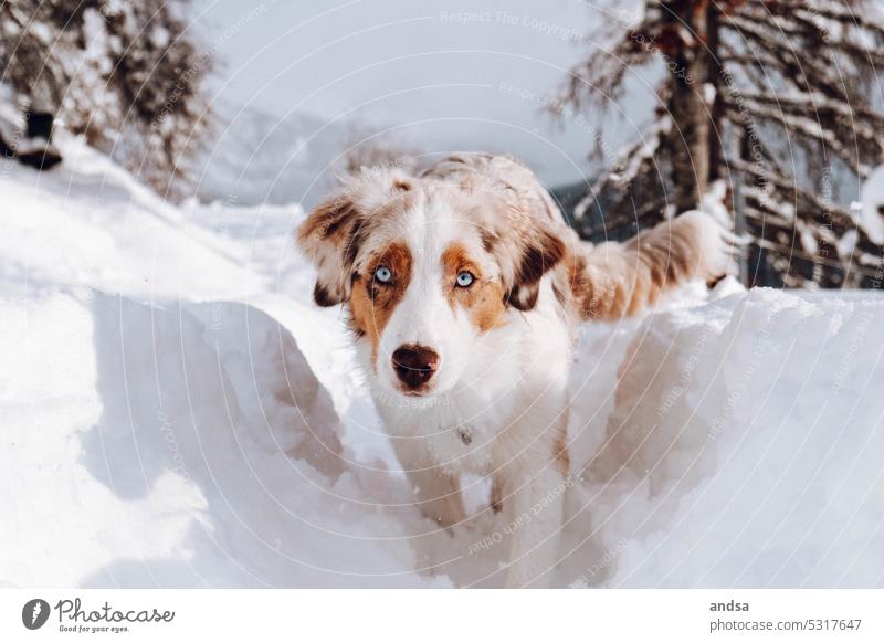 Running Australian Shepherd in snow Animal portrait Dog Winter Snow blue eyes red merle Pet Exterior shot Colour photo Purebred dog Blue Looking Curiosity Cute