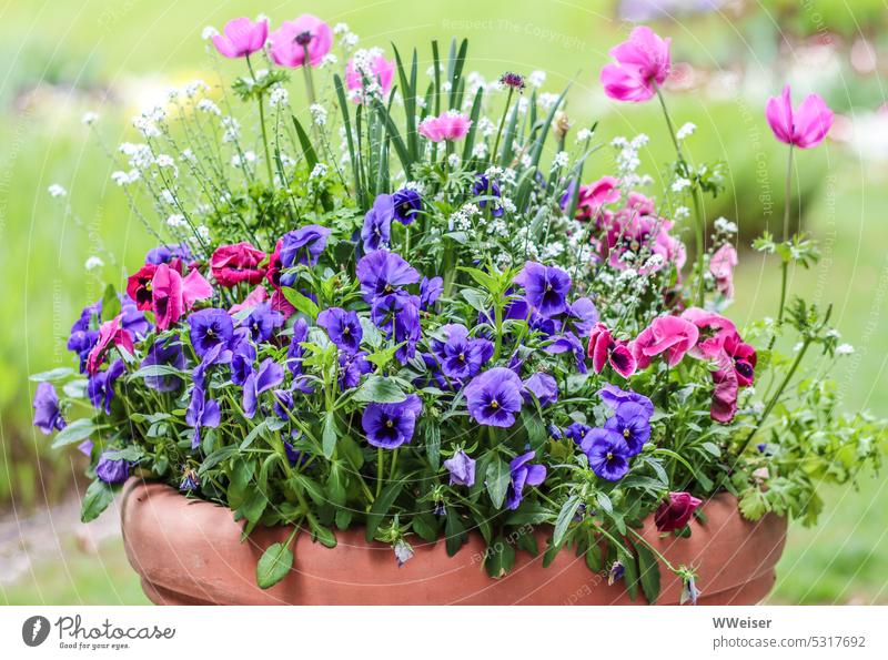 Various colorful and cheerful garden flowers grow in a clay pot Pot arrangement variegated wax blossom colourful Lively purple Pansy Garden Blossom Spring